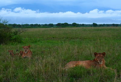 east africa, picture 12: queen elizabeth. click on the image to go to the next picture